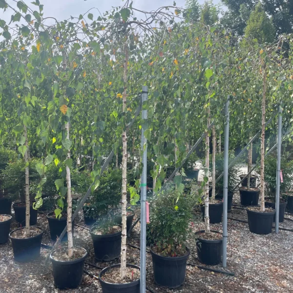 Betula pendula 'Youngii' (Povešava breza)