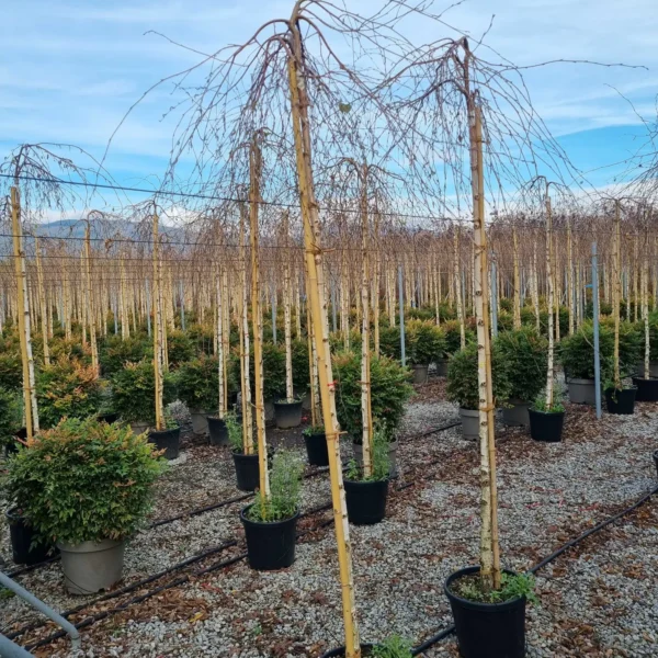Betula pendula 'Youngii' (Povešava breza)