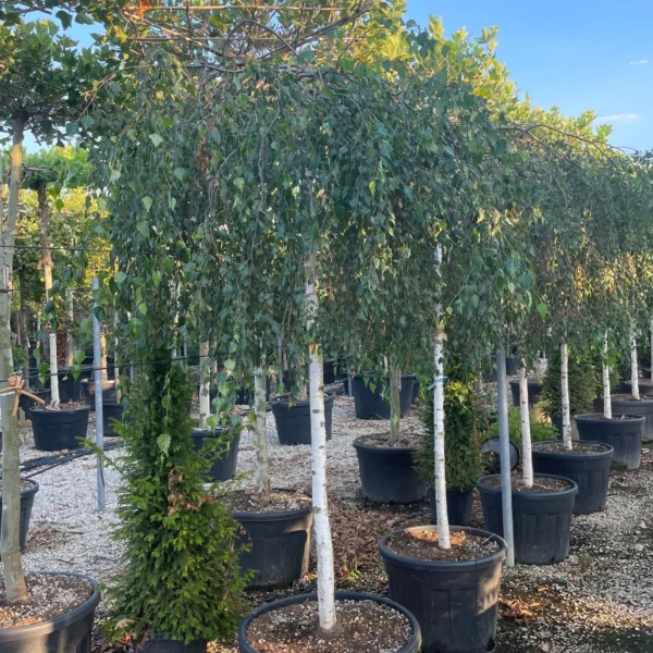 Betula pendula 'Youngii' (Povešava breza)