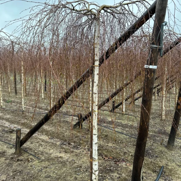 Betula pendula 'Youngii' (Povešava breza)