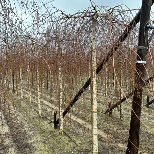 Betula pendula 'Youngii' (Povešava breza)