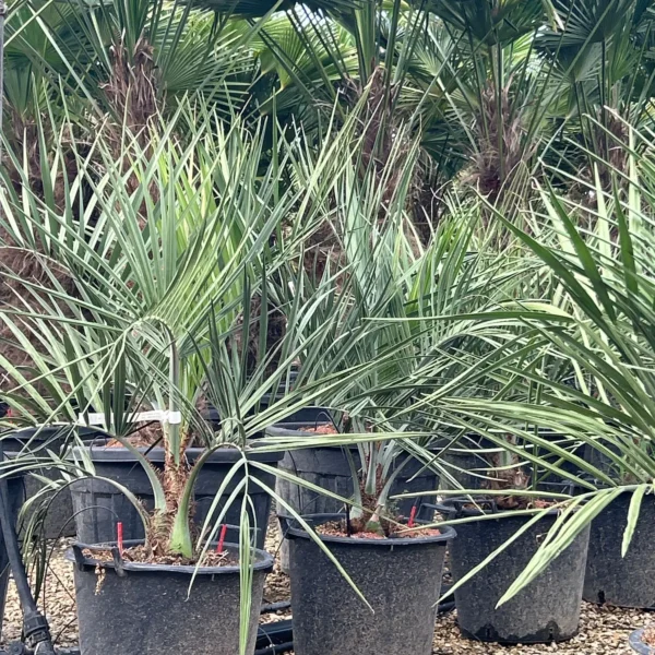 Butia capitata (Cocos australis)