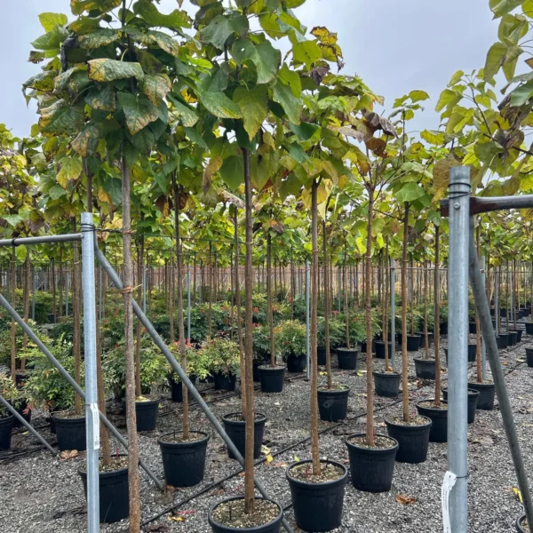 Catalpa bignoides (Navadni Cigarovec)