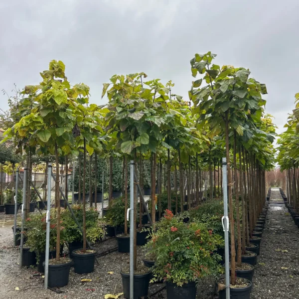 Catalpa bignoides (Navadni Cigarovec)
