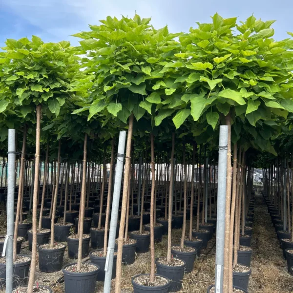 Catalpa bignonioides 'Nana' (Kroglasti cigarar)