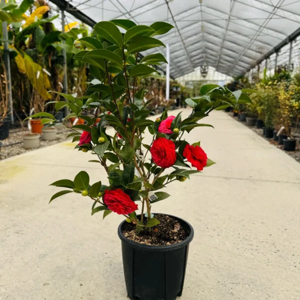 Camellia japonica ‘Rosso’ – EXTRA | kolekcijski soliter
