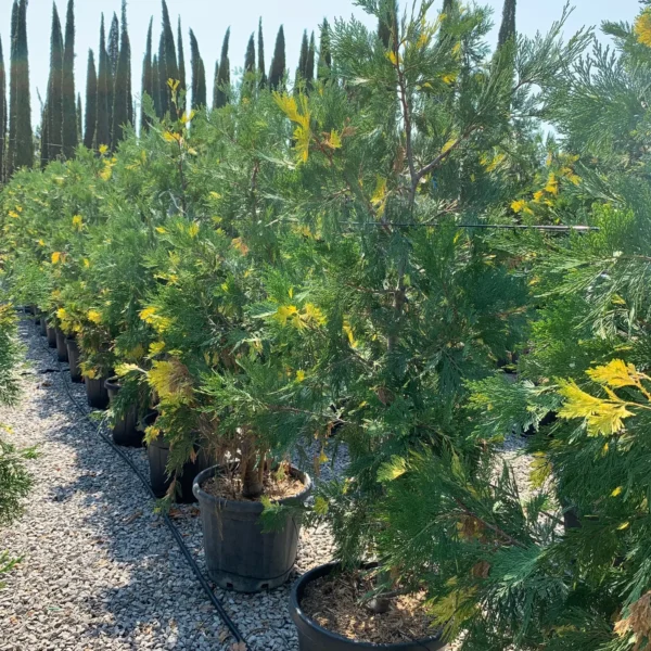 Calocedrus decurrens 'Aureovariegata' (Kalocedrus)