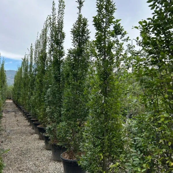 Carpinus betulus 'Fastigiata' (Stebrasti gaber)