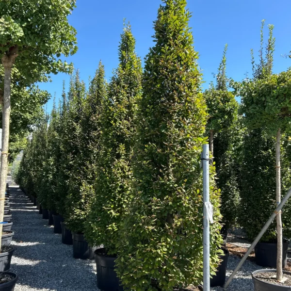 Carpinus betulus 'Fastigiata' (Stebrasti gaber)