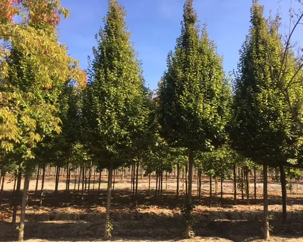 Carpinus betulus 'Frans Fontaine' (Stebrasti gaber)