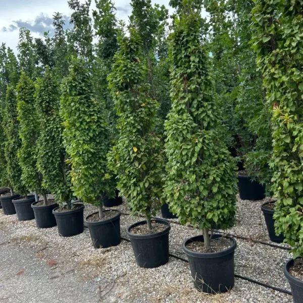Carpinus betulus 'Monumentalis' (Kompaktni piramidni gaber)