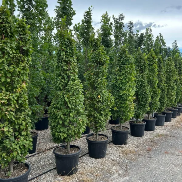 Carpinus betulus 'Monumentalis' (Kompaktni piramidni gaber)