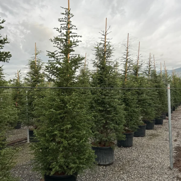 Cedrus atlantica (Atlaška cedra)