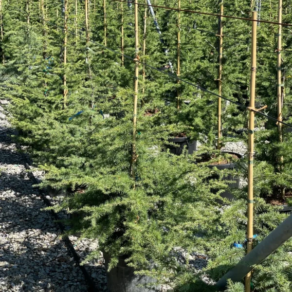 Cedrus atlantica (Atlaška cedra)