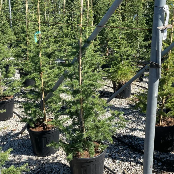 Cedrus atlantica (Atlaška cedra)