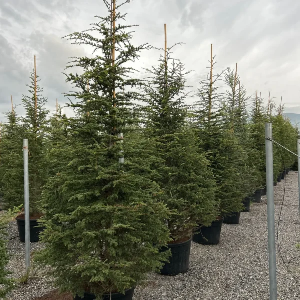 Cedrus atlantica (Atlaška cedra)