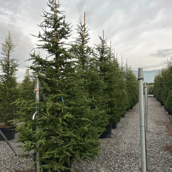 Cedrus atlantica (Atlaška cedra)