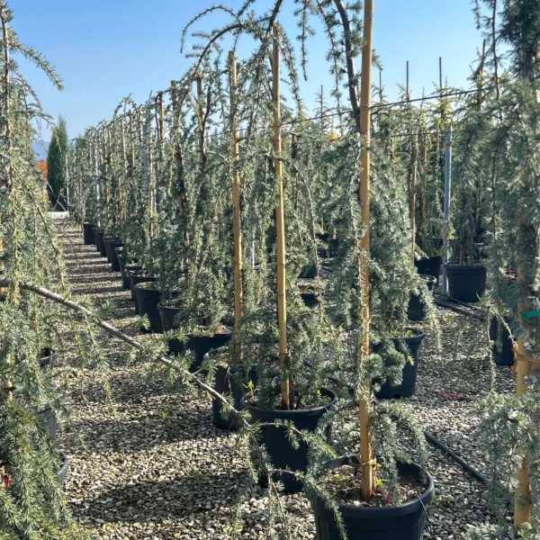 Cedrus atlantica 'Glauca Pendula' (Povešava atlaška cedra)