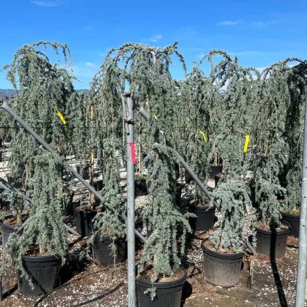 Cedrus atlantica 'Glauca Pendula' (Povešava atlaška cedra)