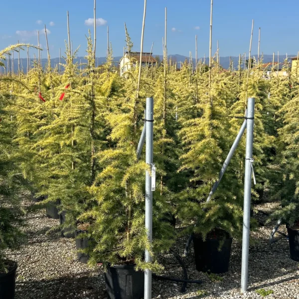 Cedrus deodara 'Aurea' (Zlata himalajska cedra)