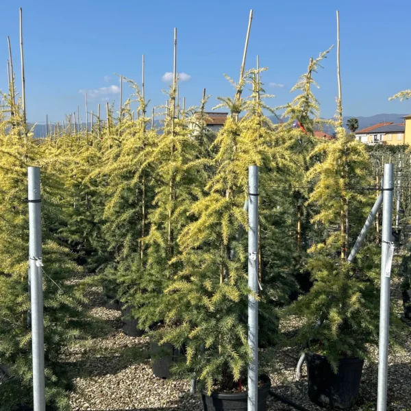 Cedrus deodara 'Aurea' (Zlata himalajska cedra)