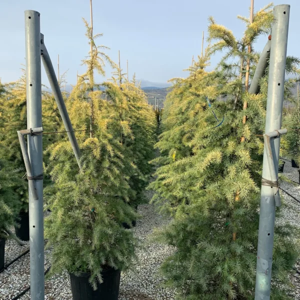 Cedrus deodara 'Aurea' (Zlata himalajska cedra)