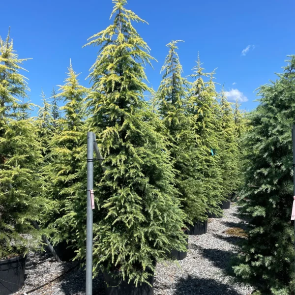 Cedrus deodara 'Aurea' (Zlata himalajska cedra)