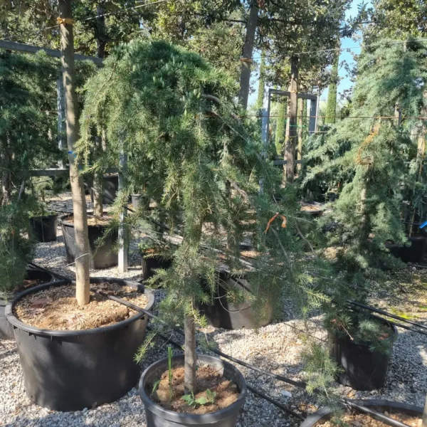 Cedrus deodara 'Pendula' (Povešava himalajska cedra)