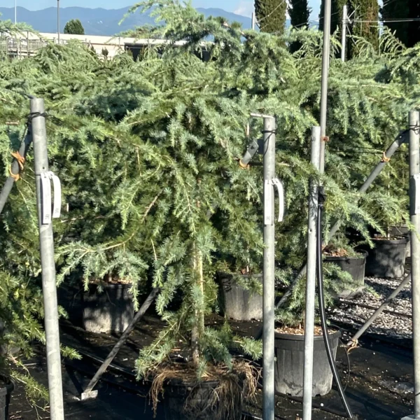 Cedrus deodara 'Pendula' (Povešava himalajska cedra)
