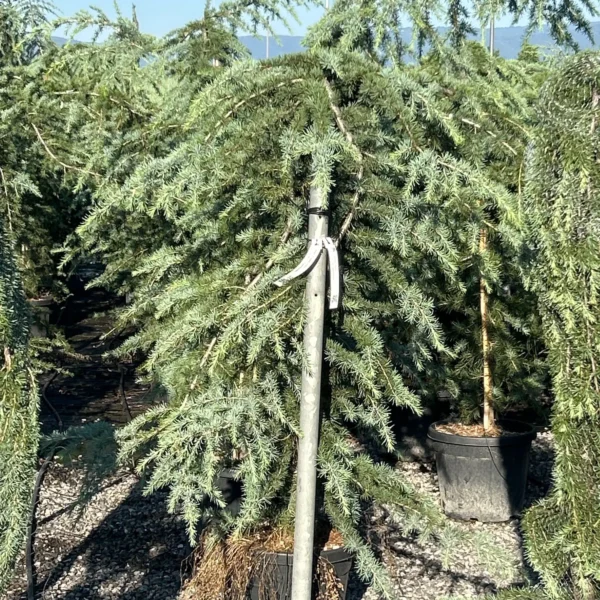Cedrus deodara 'Pendula' (Povešava himalajska cedra)