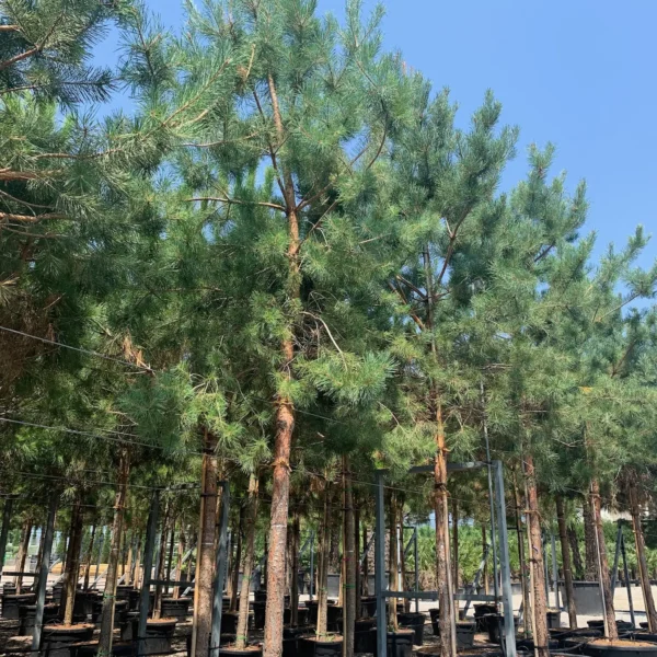 Pinus sylvestris (Rdeči bor)