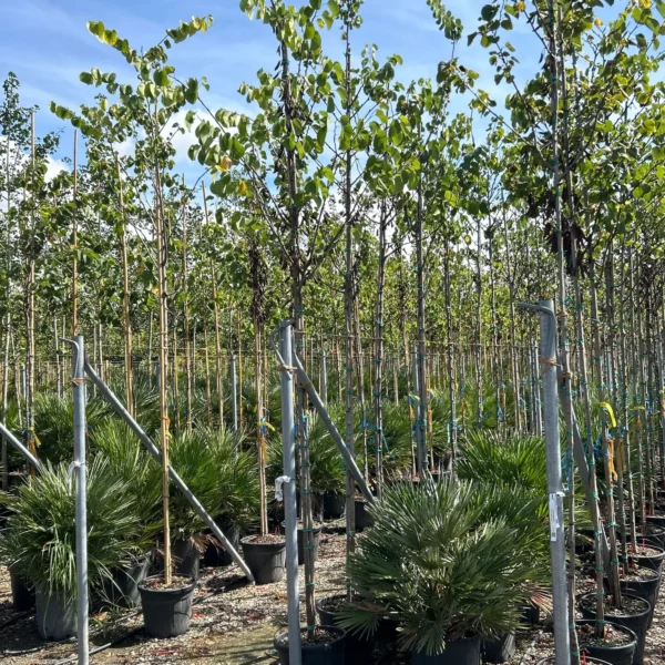 Cercis siliquastrum (Judeževo drevo/Nav.jadikovec)