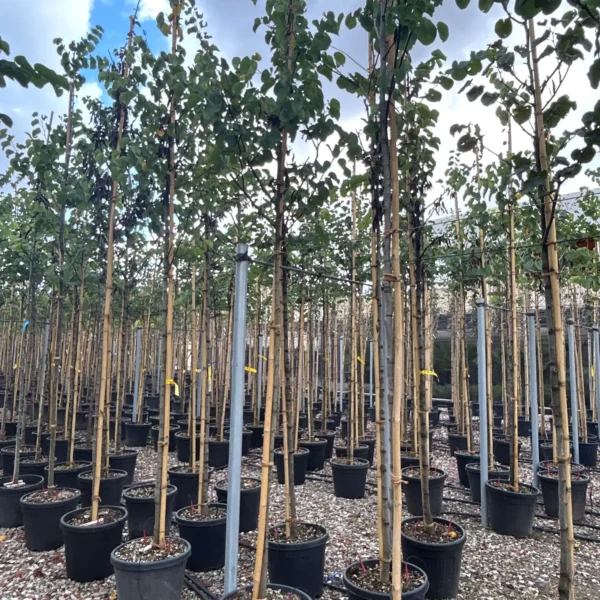 Cercis siliquastrum (Judeževo drevo/Nav.jadikovec)
