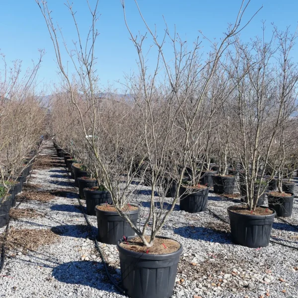 Cornus kousa var. chinensis (Kitajski dren)