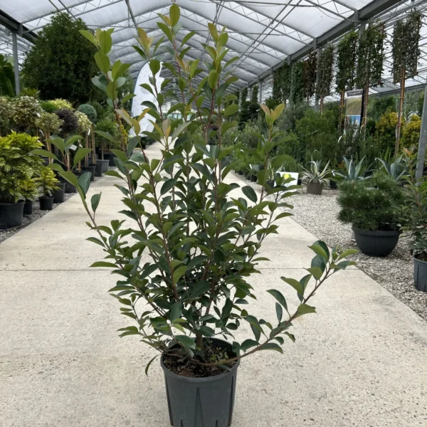 Photinia serrulata 'Red Robin' (Fotinija)
