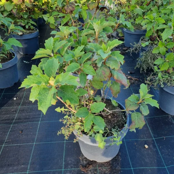Hydrangea quercifolia 'Alice' (Hrastovolistna hortenzija)