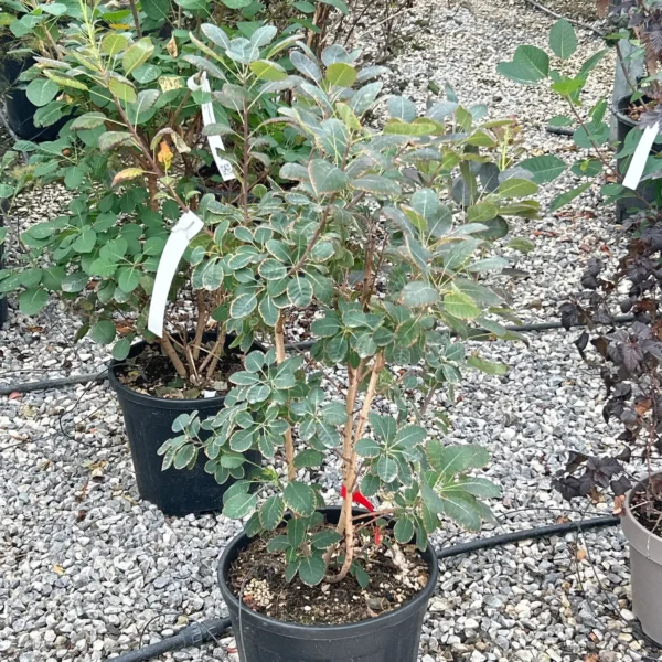 Cotinus coggygria 'Royal Purple' (Rdečelistni ruj)