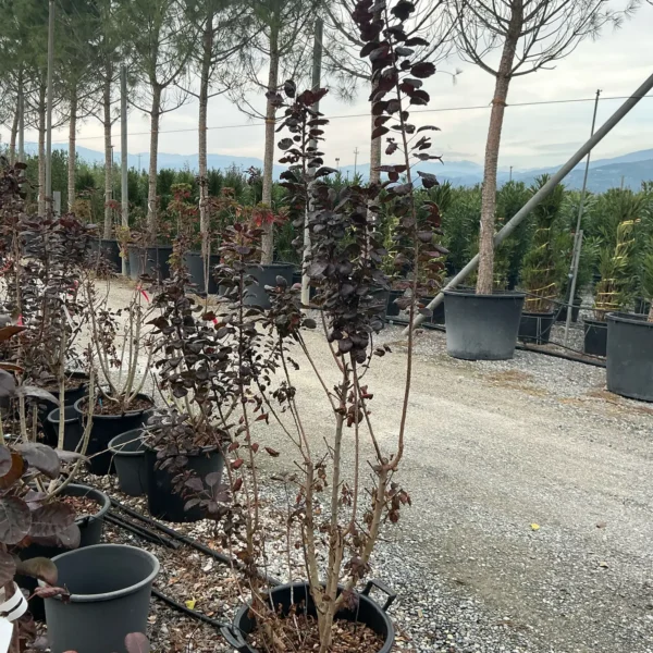Cotinus coggygria 'Royal Purple' (Rdečelistni ruj)