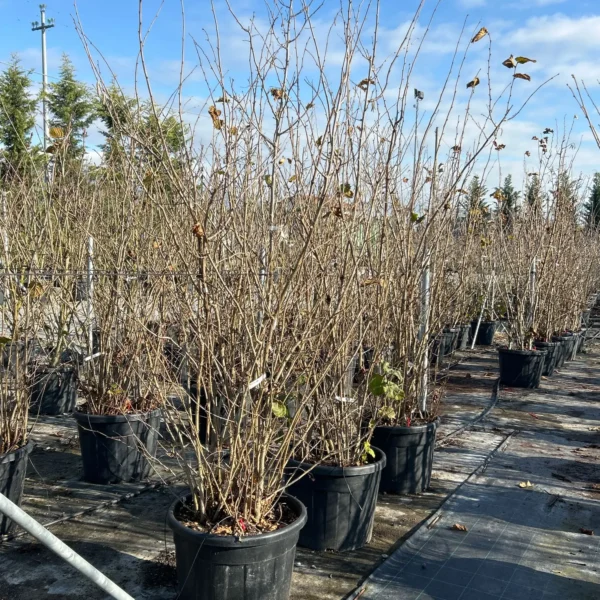 Corylus avellana (Navadna leska)