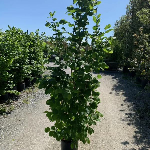 Corylus avellana (Navadna leska)