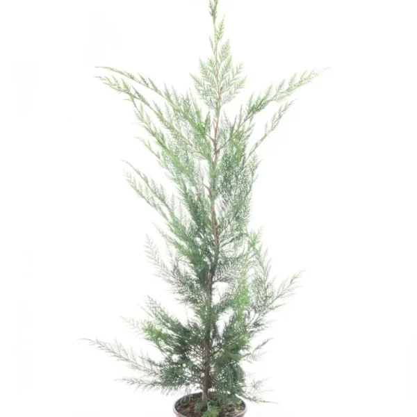 Cupressocyparis leylandii (Lejlandova cipresa)