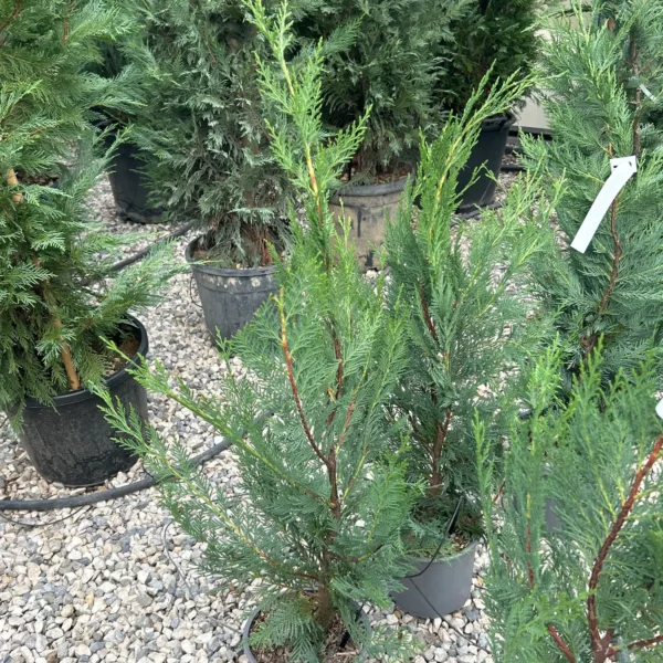 Cupressocyparis leylandii (Lejlandova cipresa)