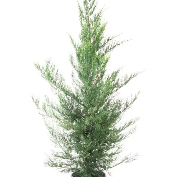 Cupressocyparis leylandii (Lejlandova cipresa)