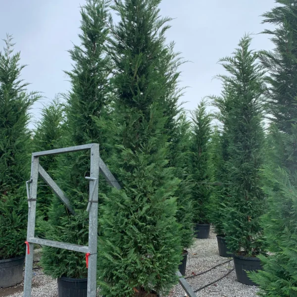 Cupressocyparis leylandii (Lejlandova cipresa)