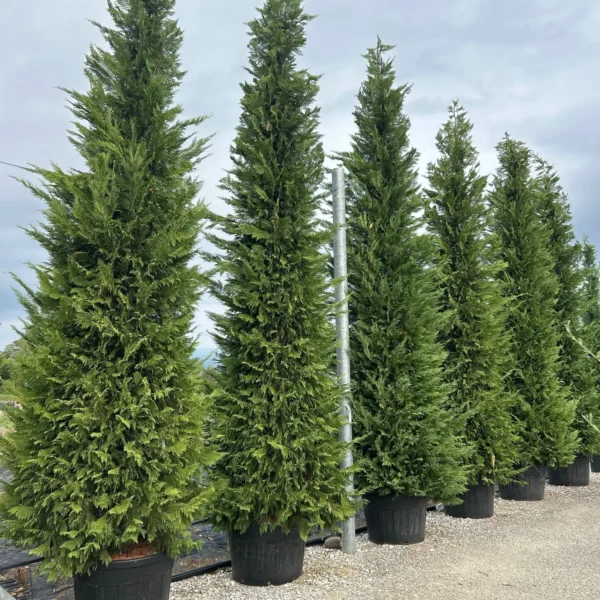 Cupressocyparis leylandii (Lejlandova cipresa)