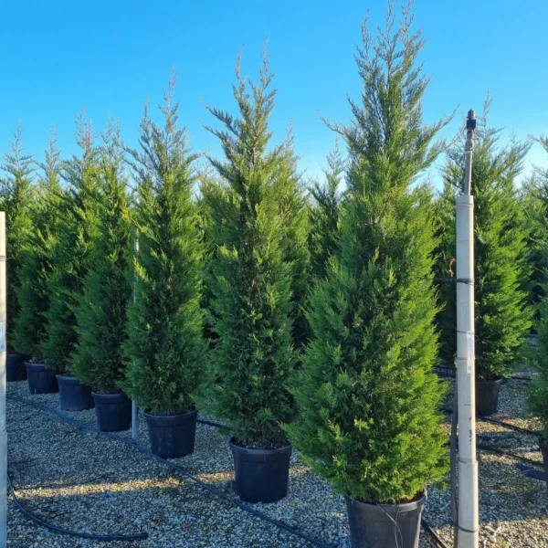 Cupressocyparis leylandii (Lejlandova cipresa)