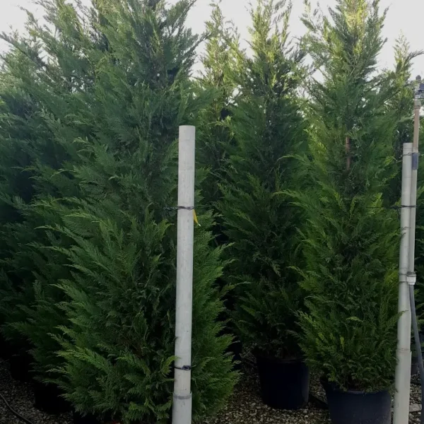 Cupressocyparis leylandii (Lejlandova cipresa)
