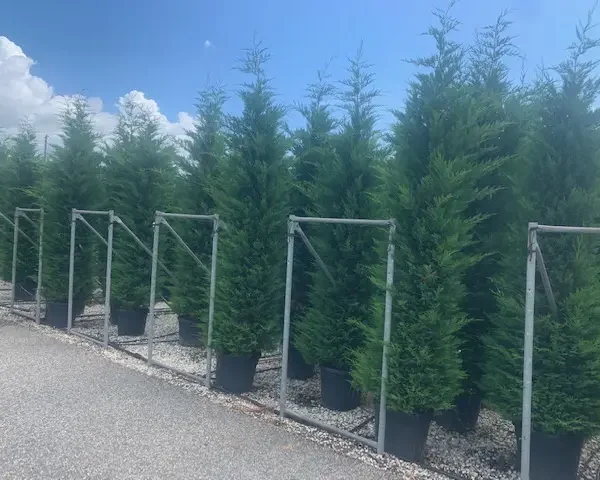Cupressocyparis leylandii (Lejlandova cipresa)