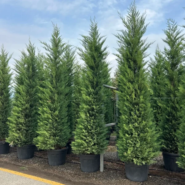 Cupressocyparis leylandii (Lejlandova cipresa)