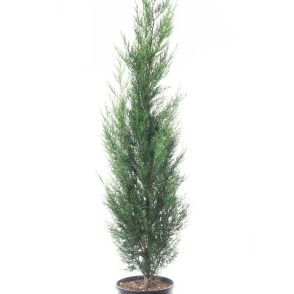 Cupressocyparis leylandii 2001 (Lejlandova cipresa)